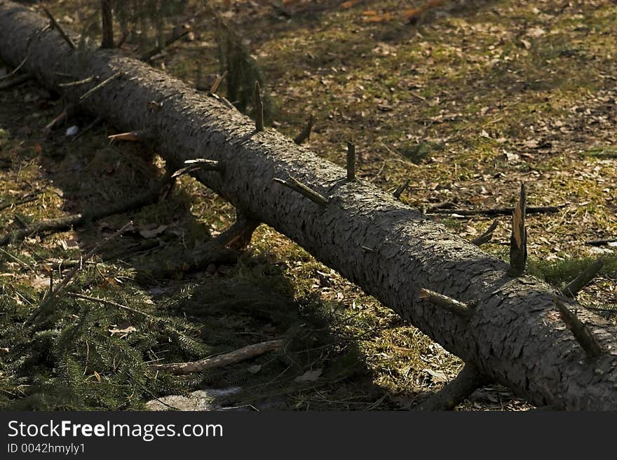 Fallen tree truck in woods
