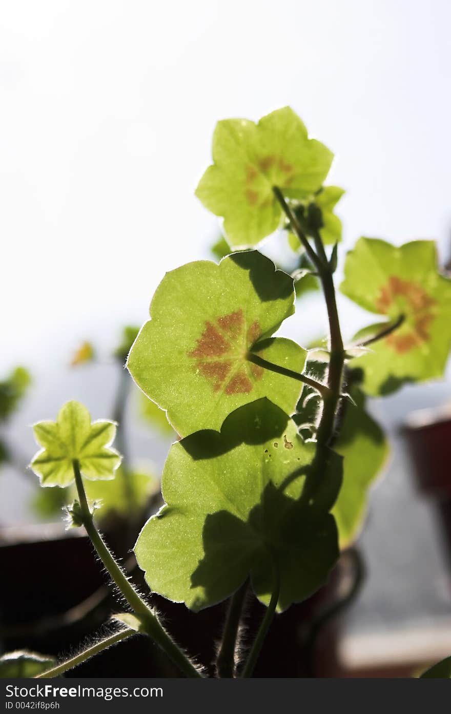 Green plant in full sun light