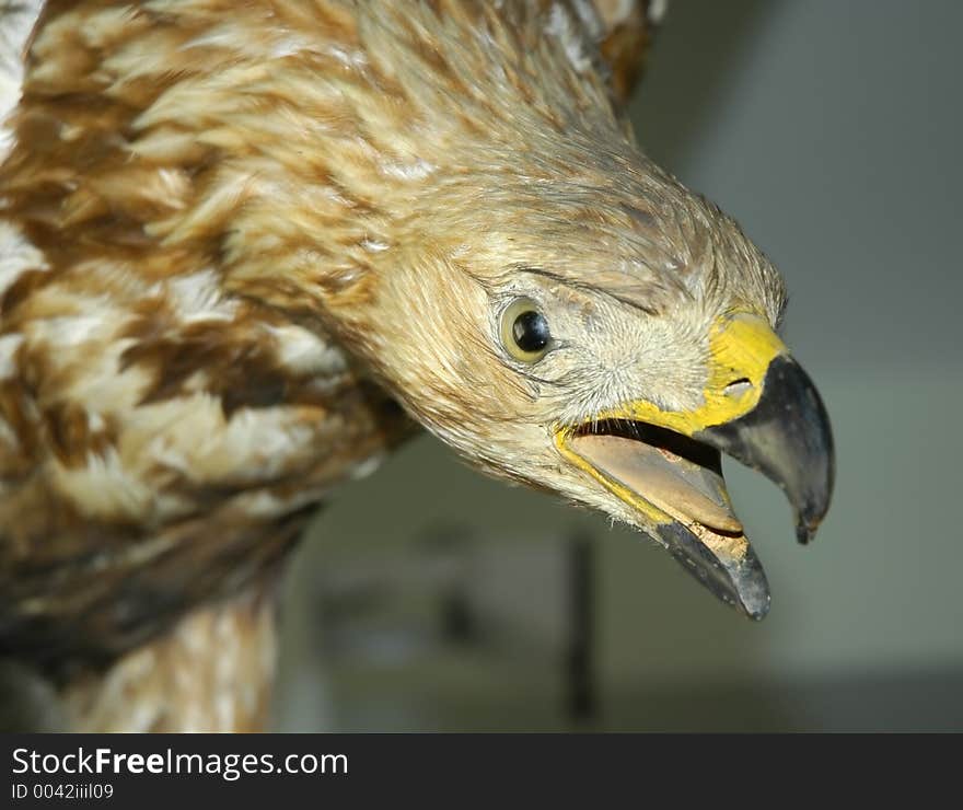 Stuffed eagle in a pose, shallow depth of field