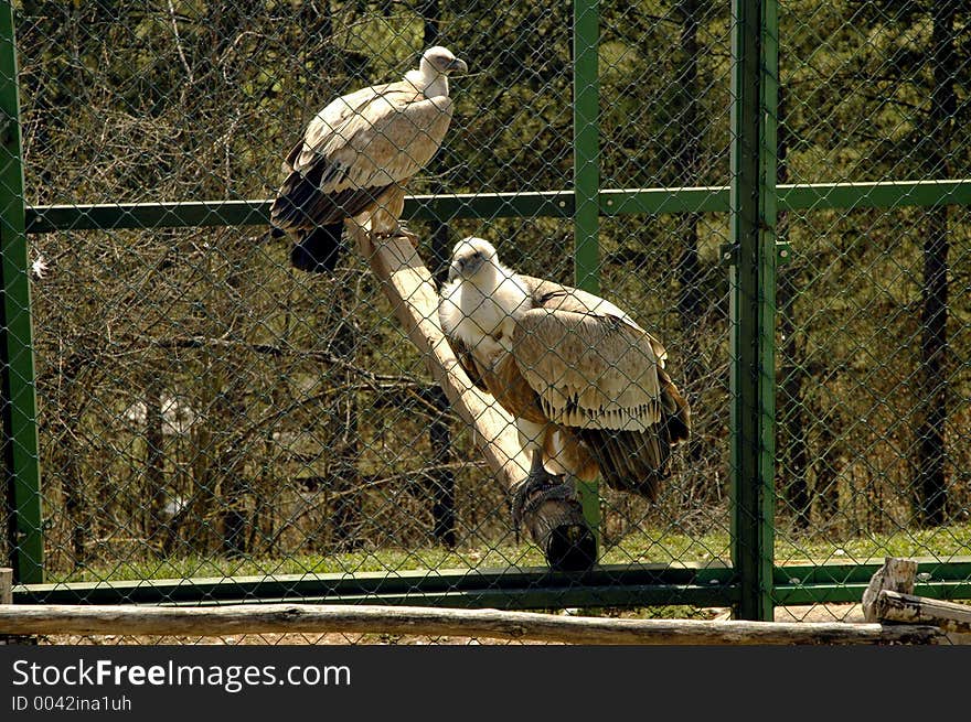 Gryphons in a cage. Gryphons in a cage