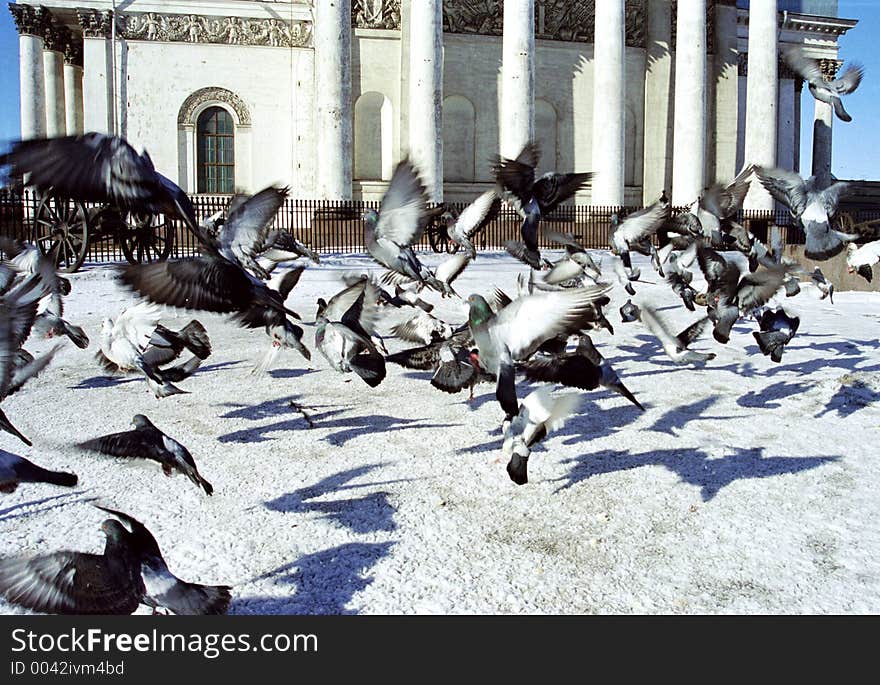 Doves turmoil in Saint-Petersburg. Camera Nikon F65, lens Nikkor 28-80G, film Kodak Elite 200, scanner Konica Minolta Scan Dual IV