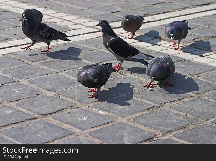 Pigeons Close-up