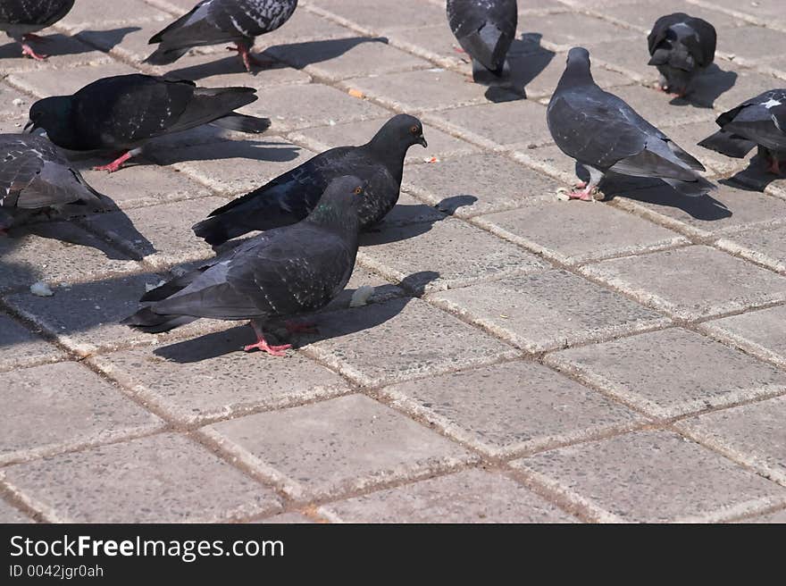 Pigeons group