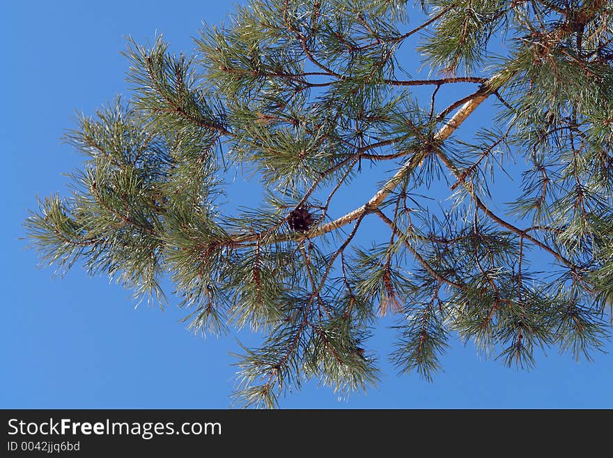 Branch Of A Pine.