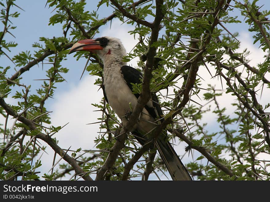 Hornbill in tree, Tanzania, Africa. Hornbill in tree, Tanzania, Africa