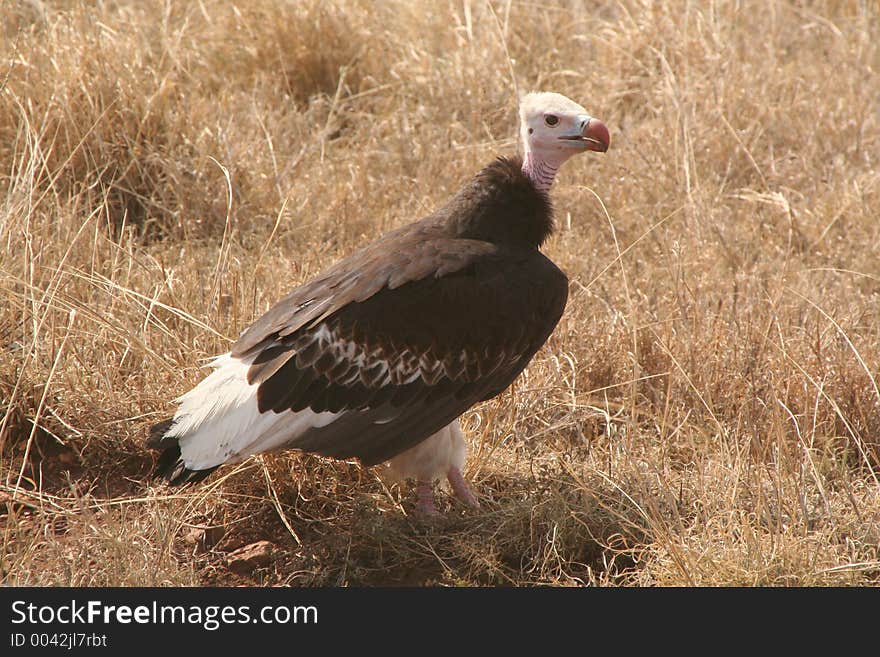 Vulture in Tanzania, Africa. Vulture in Tanzania, Africa