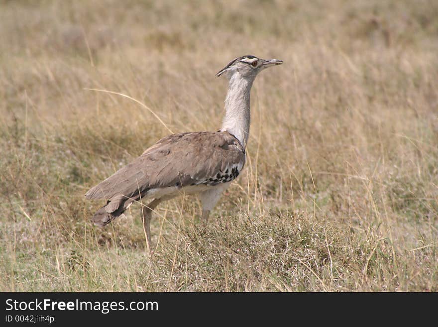 Secretary Bird, Africa