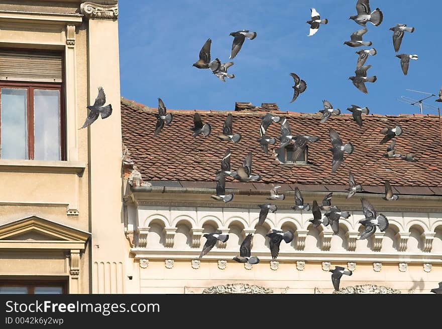 Pigeons Over The Citz