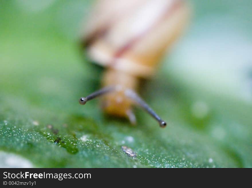 Close up of a snail's eye. Close up of a snail's eye