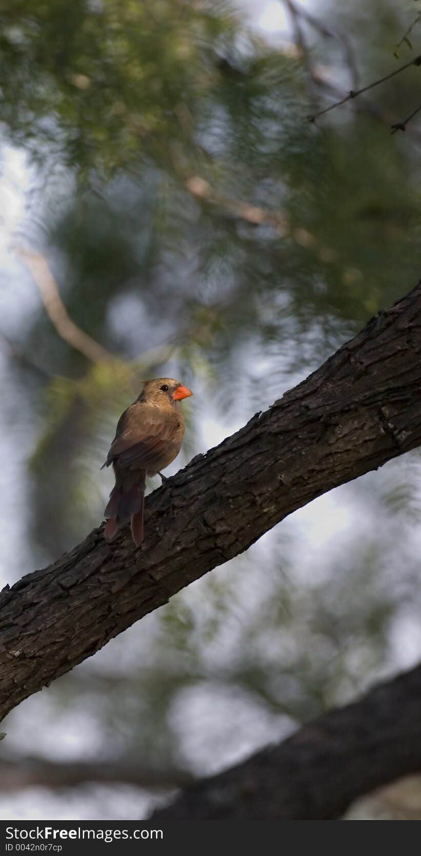 Female cardinal on a limb