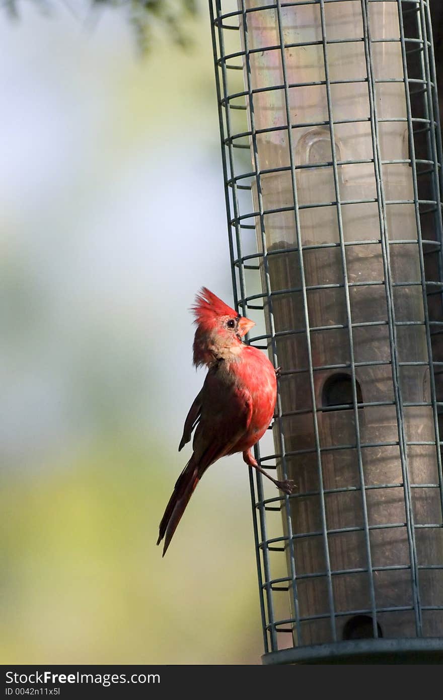 Juvenile male cardinal