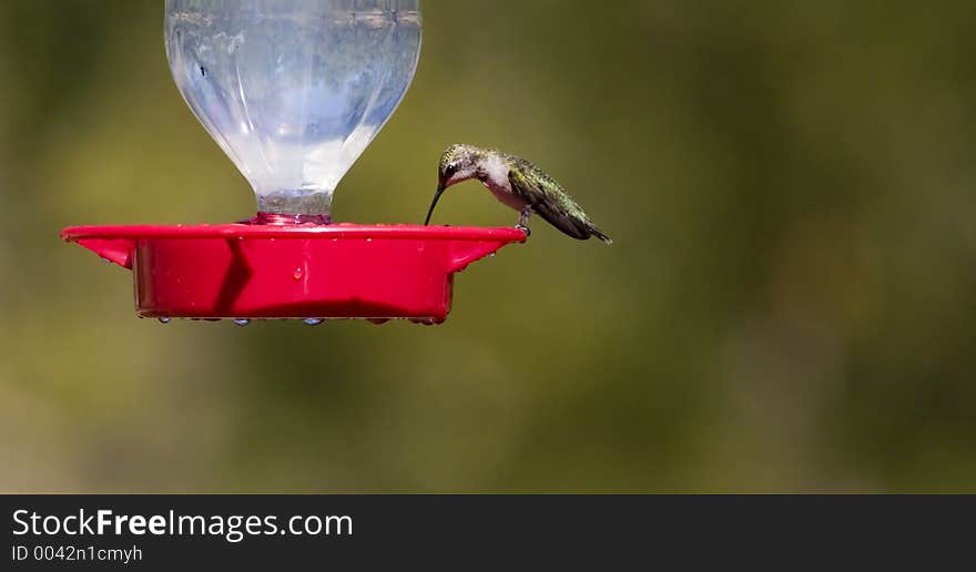 Hungry hummingbird