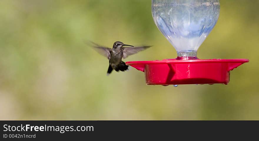 Hummingbird approach