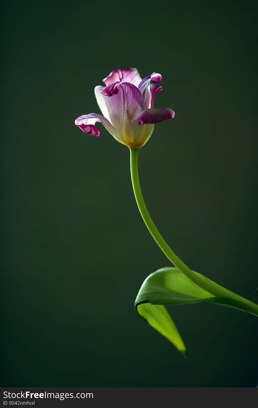 The image Violet a tulip on a green background. The image Violet a tulip on a green background