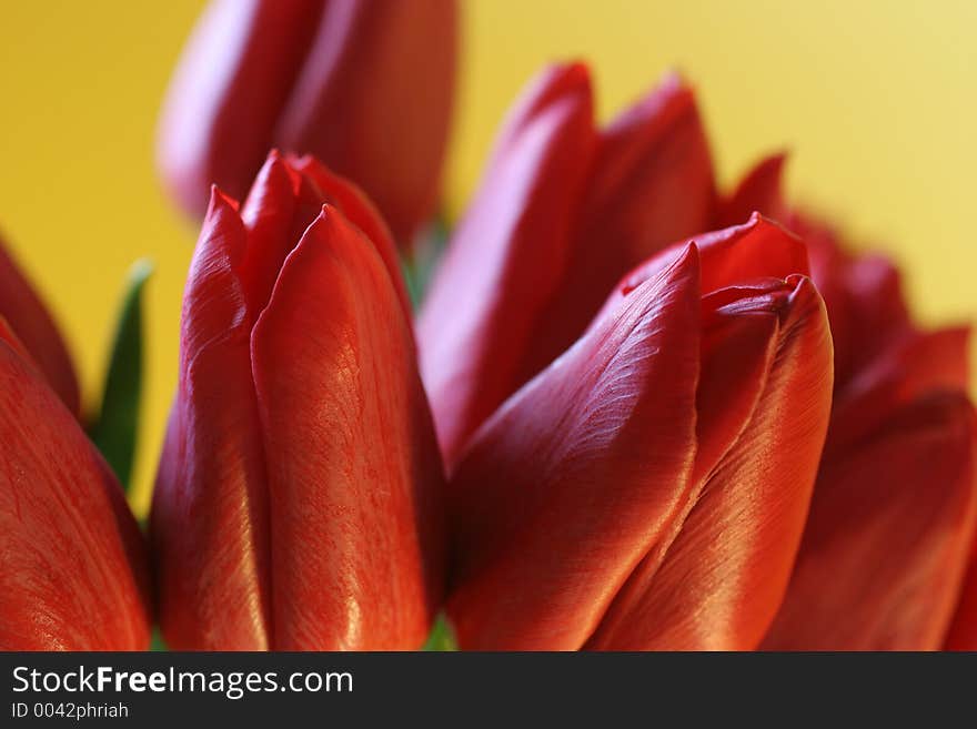 Red tulip closeup