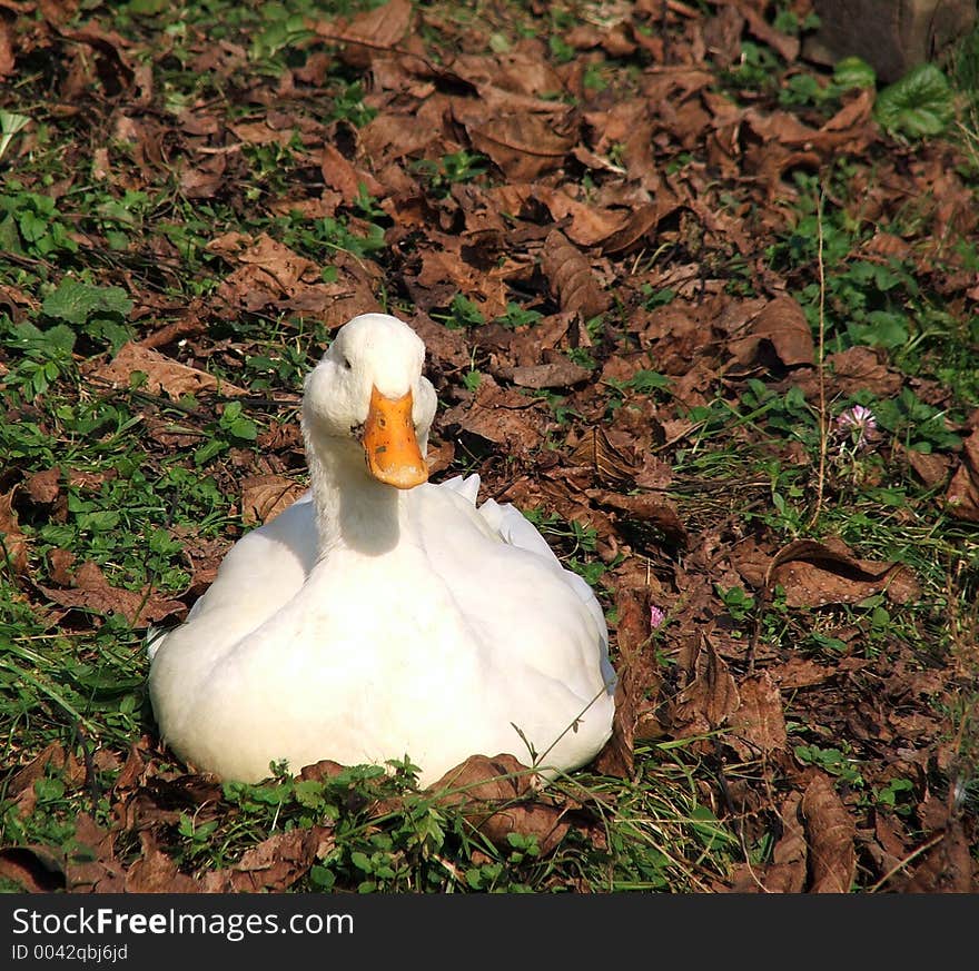 Duck