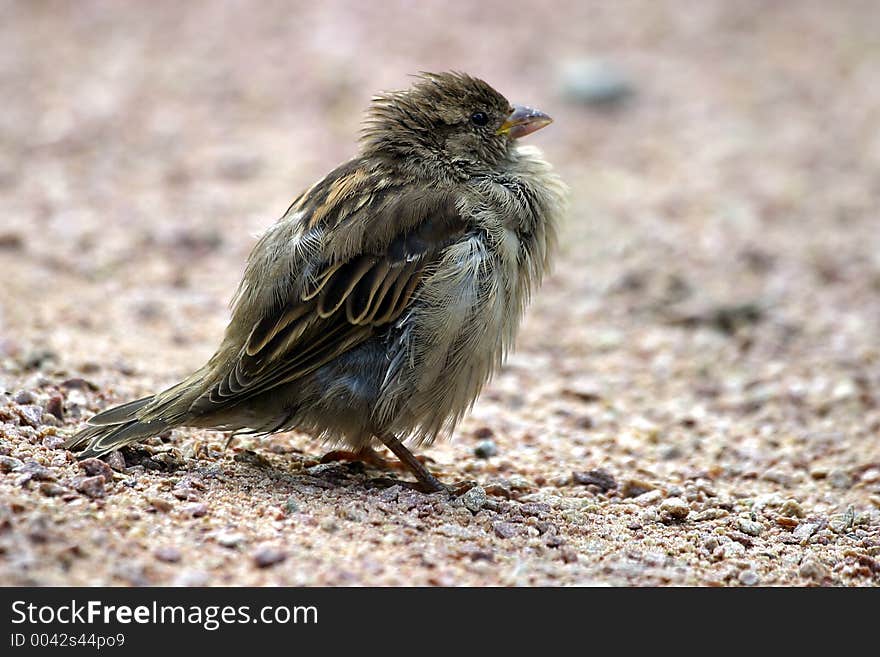 Tousled Sparrow