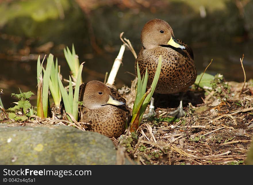 South African yellow Billed Duck