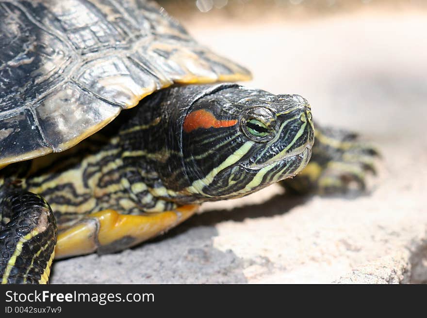 Close-up of turtle Head