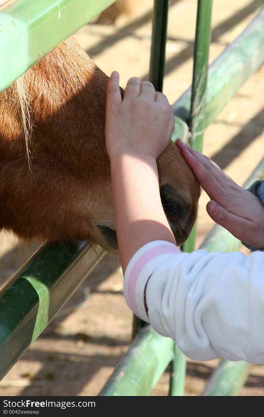 Childrens hands petting a ponies nose. Childrens hands petting a ponies nose