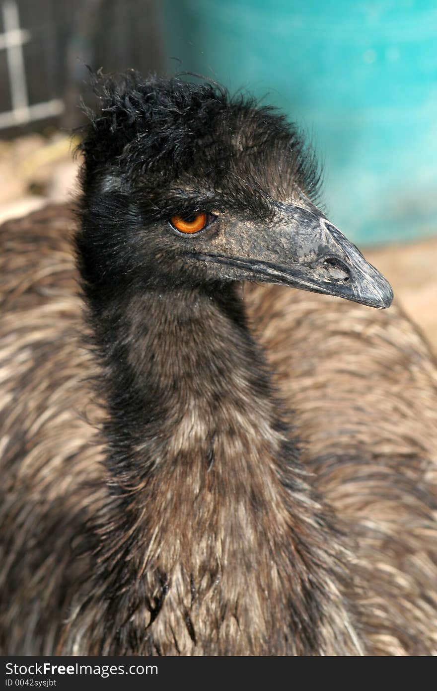 Close-up of an Emu (type of large bird related to an Ostrich) known for emu oil