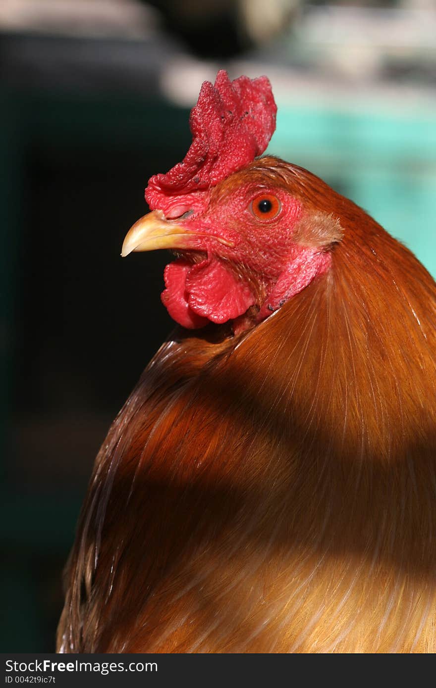 Close-up of a chicken