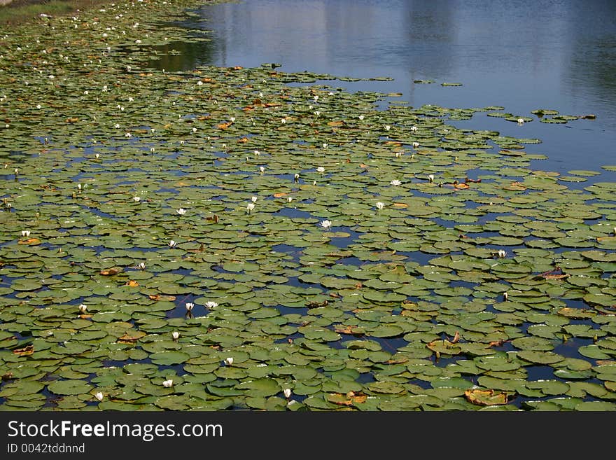 Lillies on The Lake