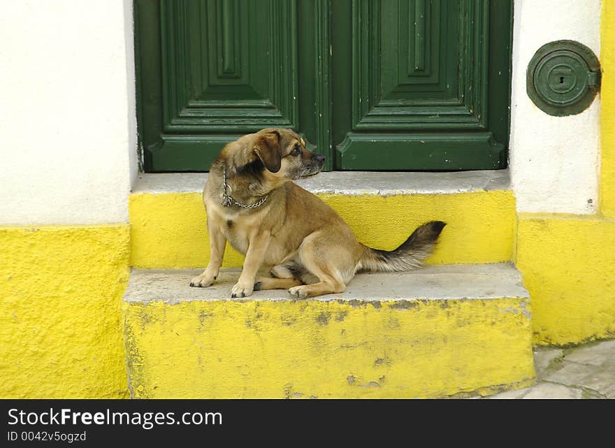 Pet at house door as a guardian. Alcacer do Sal, southern Portugal,E.U. Pet at house door as a guardian. Alcacer do Sal, southern Portugal,E.U.