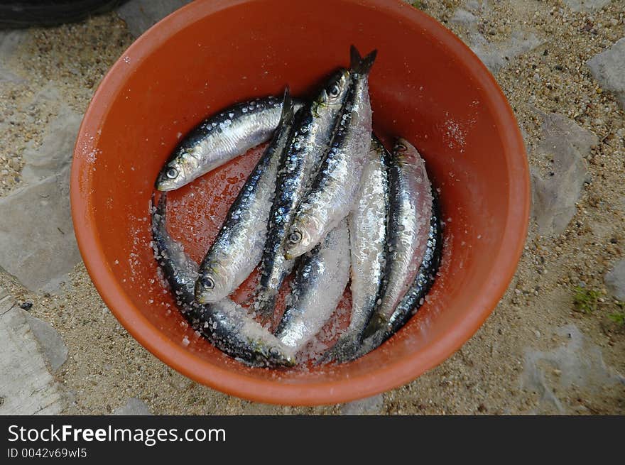 Salted sardines ready to be grilled. Alcacer do Sal,Portugal,E.U.