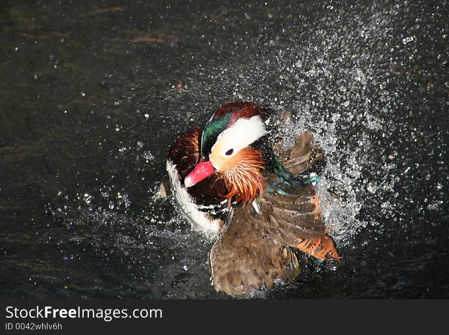 Mandarin duck drying its feathers