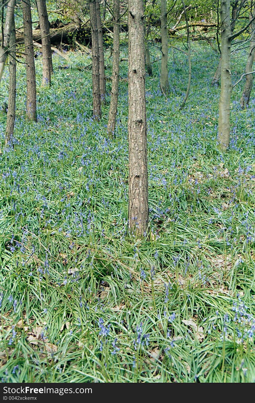 Bluebells in spring amoung the trees in the woods. Bluebells in spring amoung the trees in the woods.