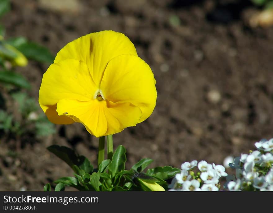 Brightly Yellow