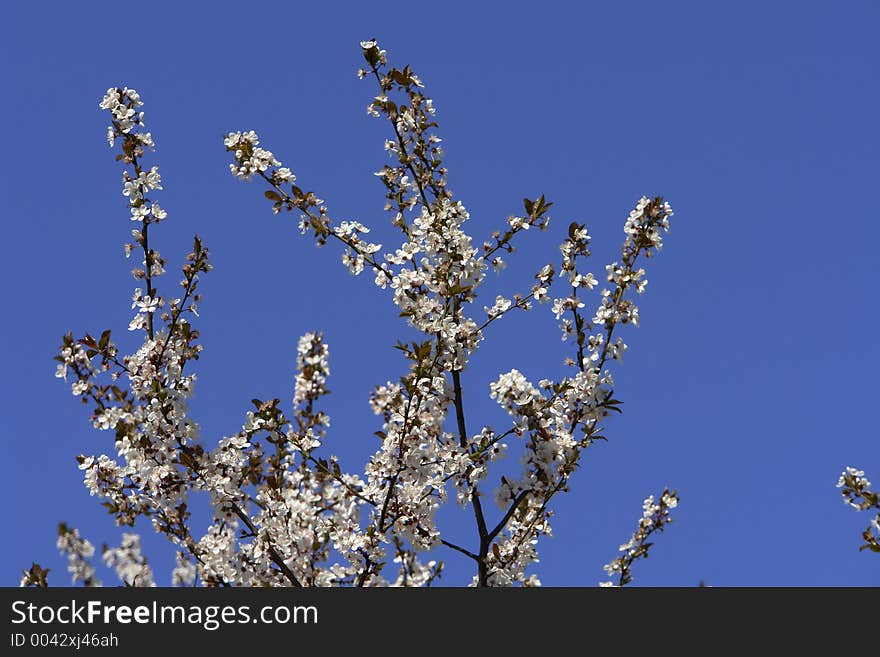 Plum blossom