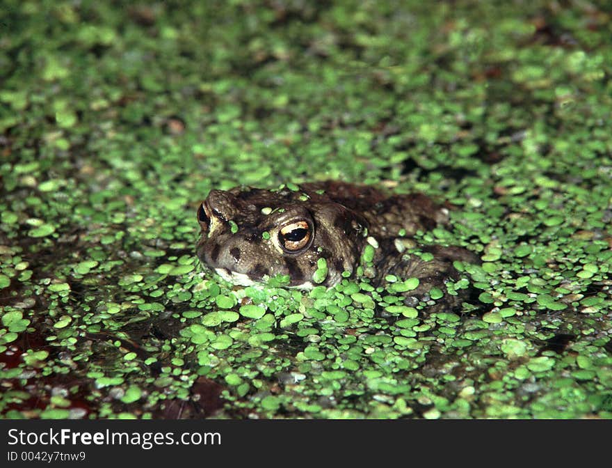 Common Toad