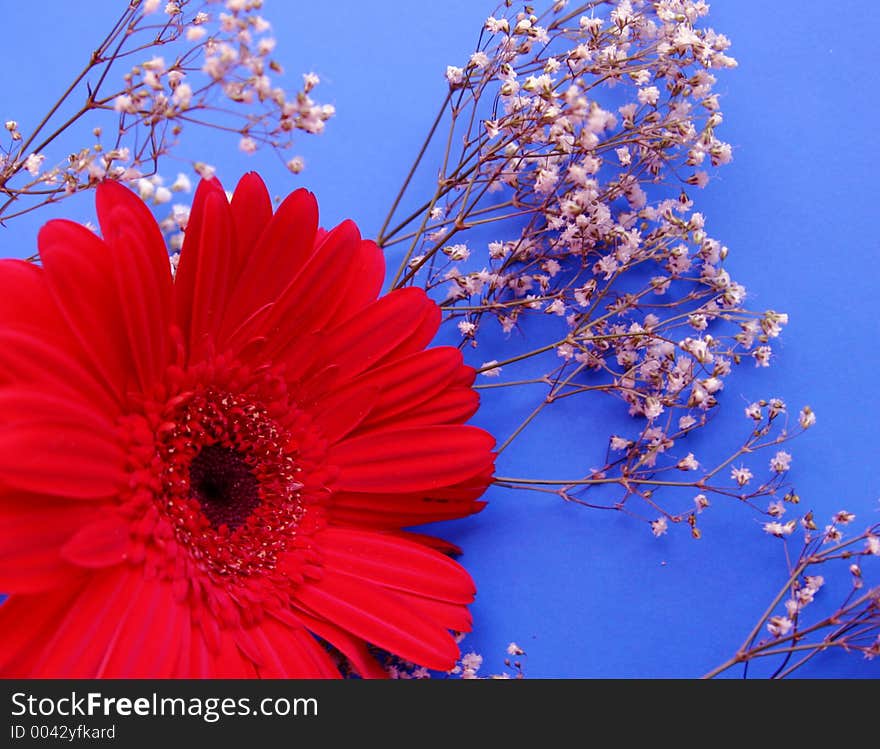 Flower on a light-blue background. Flower on a light-blue background