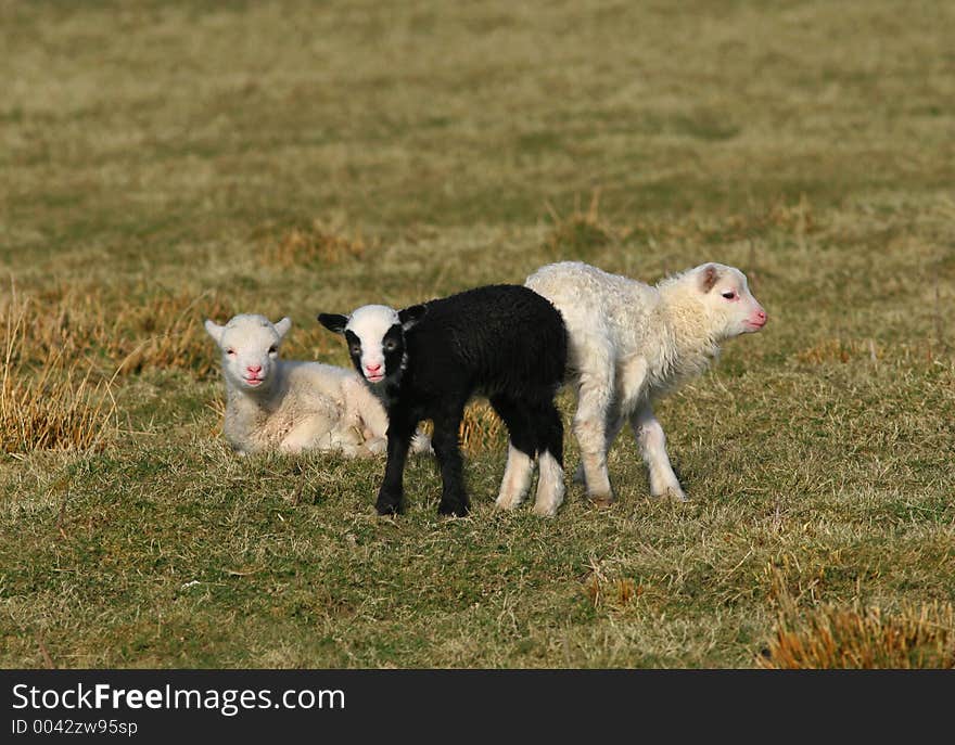 One black lamb and two white lambs standing in a field in spring. One black lamb and two white lambs standing in a field in spring.