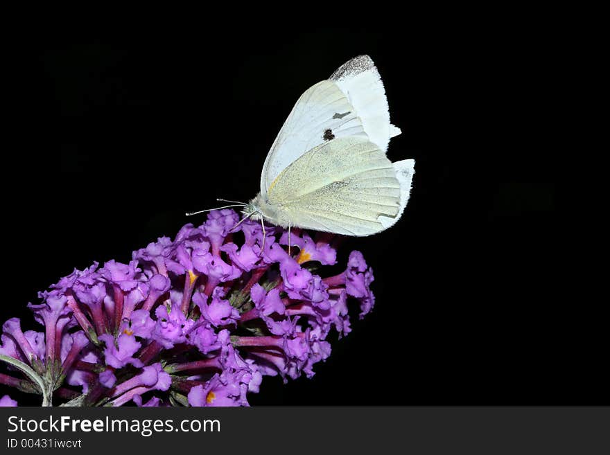 Cabbage white butterfly feeding on a purple buddleia flower against a black background.