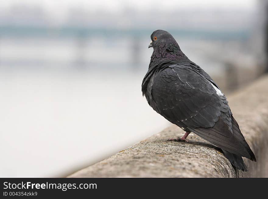 Pigeon sitting on the wall