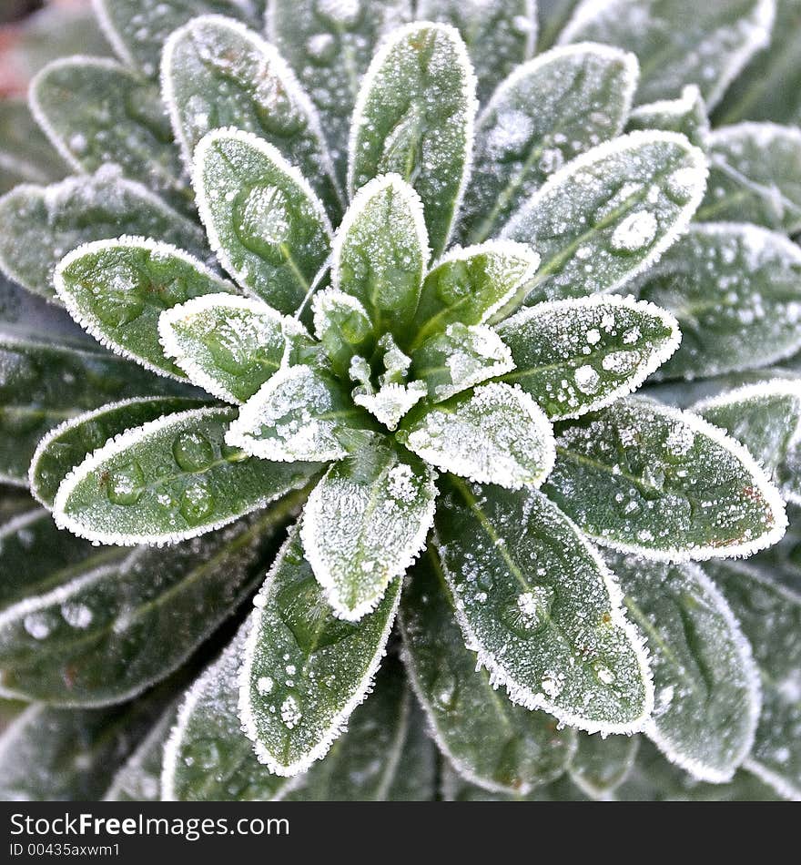 Frosty leaves