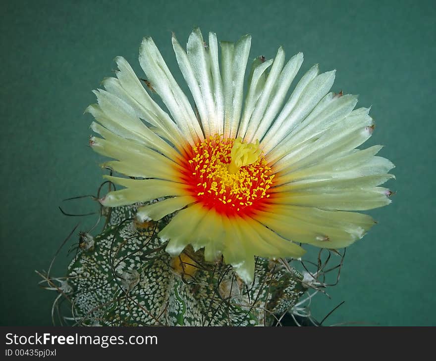 Blossoming cactus Astrophytum capricorne.