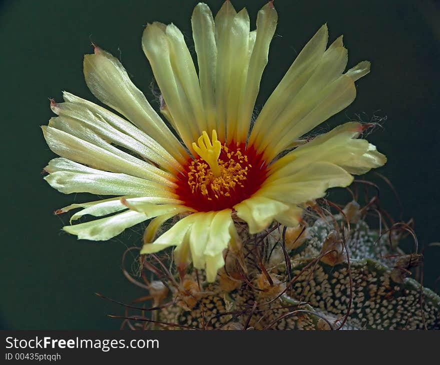 Blossoming cactus Astrophytum capricorne.