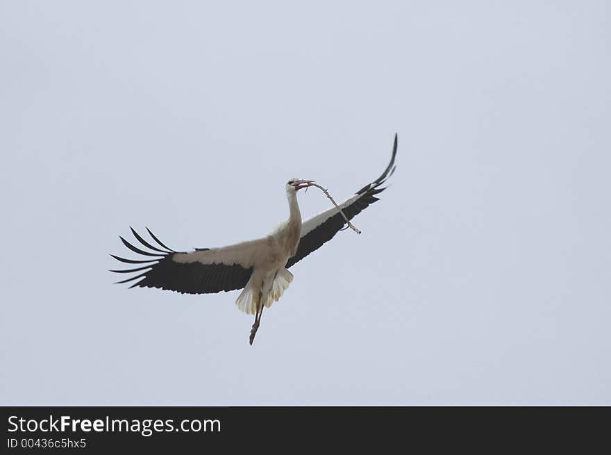 Busy stork repairing its nest or building a new one at Alcacer do Sal, southern Portugal, E.U.