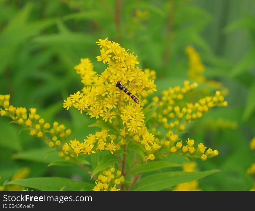 Bee On The Flower