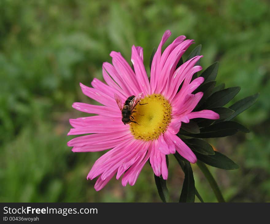 Bee On The Flower