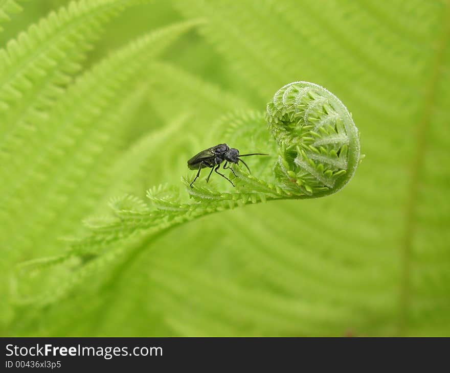 Bug on the fern