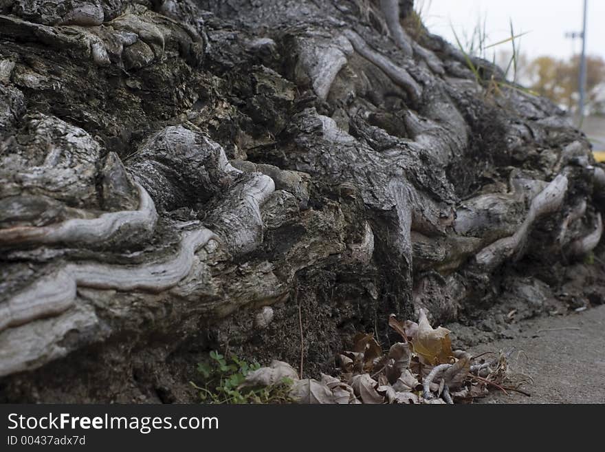 Close-up of a tree root system. Close-up of a tree root system