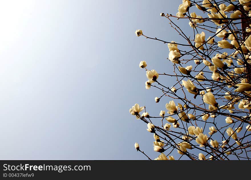 Spring blossoms - copy space