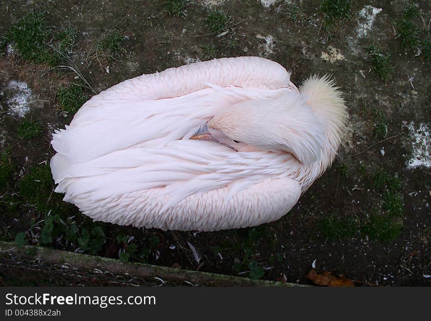 Pelican