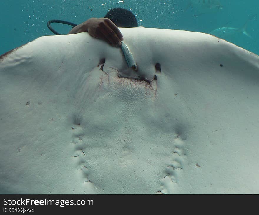 Driver feeding a Manta Ray in Aquarium. Driver feeding a Manta Ray in Aquarium.