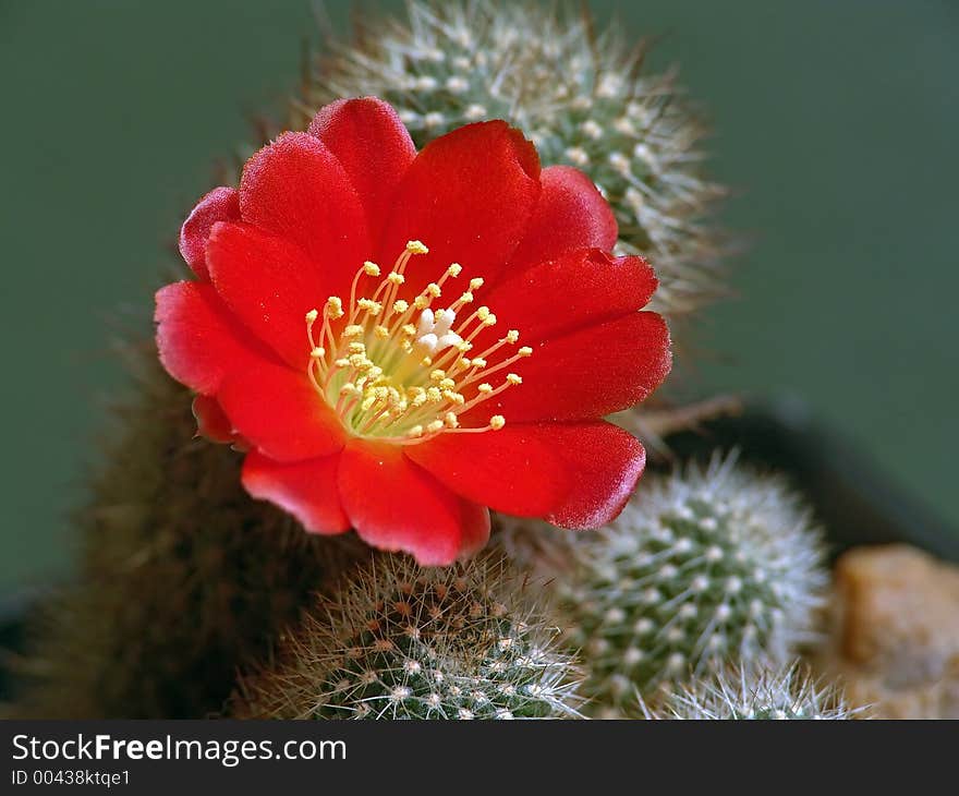 Blossoming Cactus Aylosteria Kupperiana.